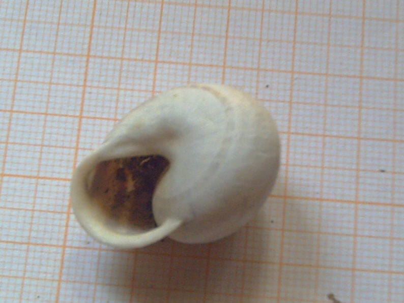 Fossili...o semplici molluschi recenti???